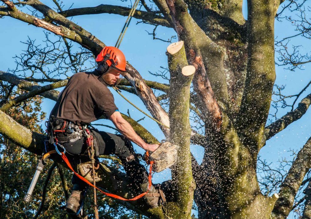 Tree contractor