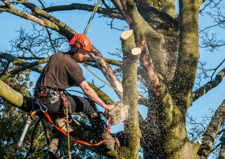 Tree Service Provider Tree Service Provider