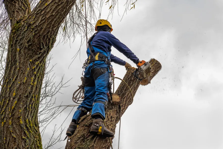 Professional Tree Contractor in Espanola, NM Professional Tree Contractor in Espanola, NM