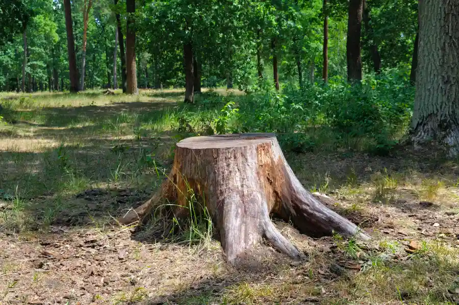 Why Tree Stumps Attract Pests and How Removal Helps - Caros General Works